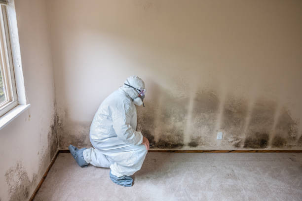 Professional Mold Remediation in Royal Palm Beach, FL